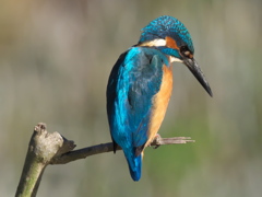 止り木 65（父親）