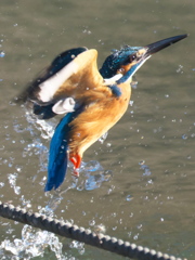 浮上 312（父親）