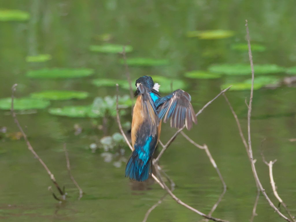 飛び込みシーケンス 5-2（父親）