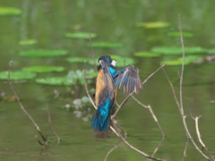 飛び込みシーケンス 5-2（父親）