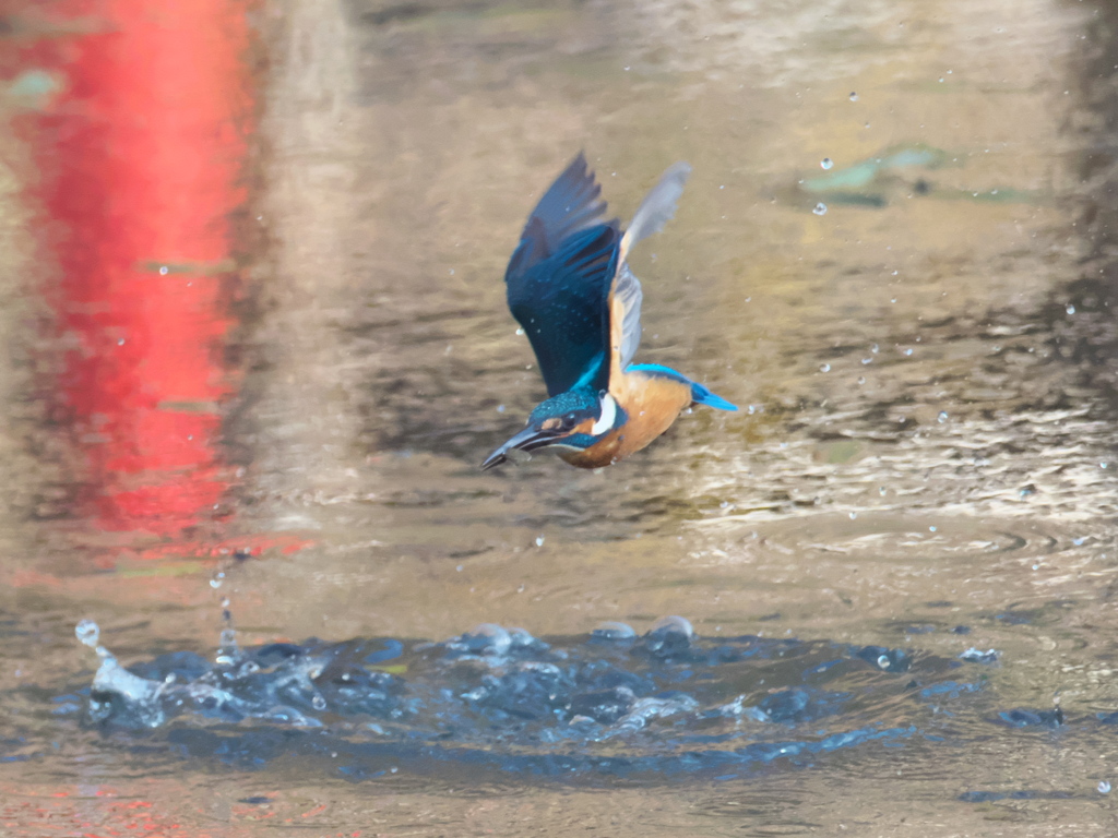 浮上 231（父親）