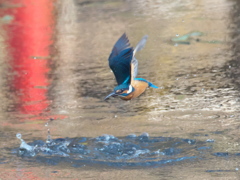 浮上 231（父親）