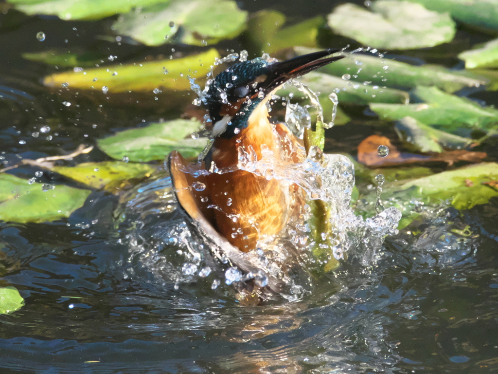 浮上 191-1（父親）