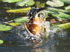 浮上 191-1（父親）