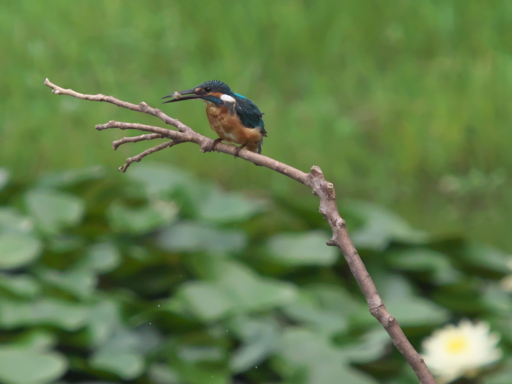 エビ獲れたよ 24（父親）