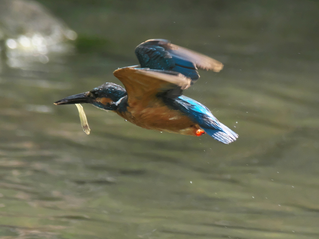 お魚獲れたよ 36