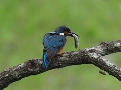お父ちゃん 4-2（まだ巣にいる子供達の為にお魚持って帰らなくちゃ！