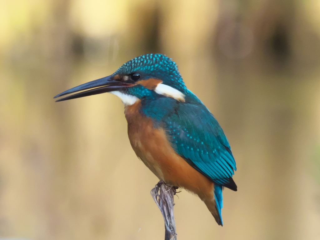 止り木 68（父親）