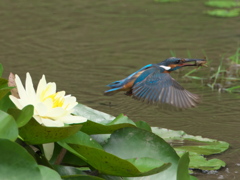 ザリガニ獲れたよ 5