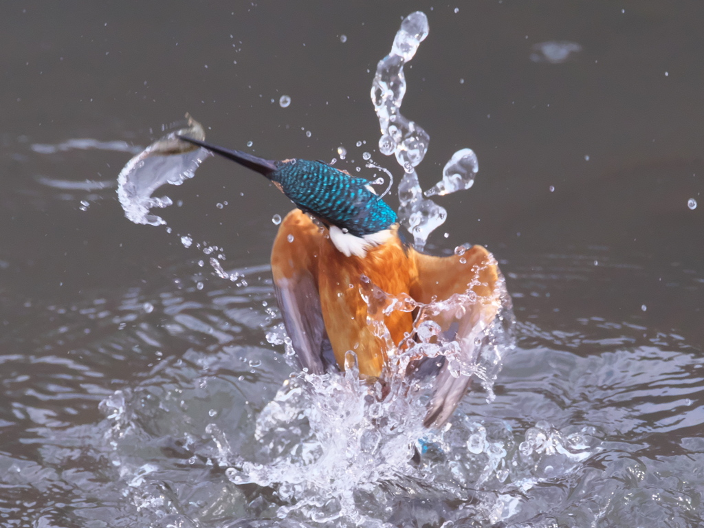 浮上 281-1（父親）