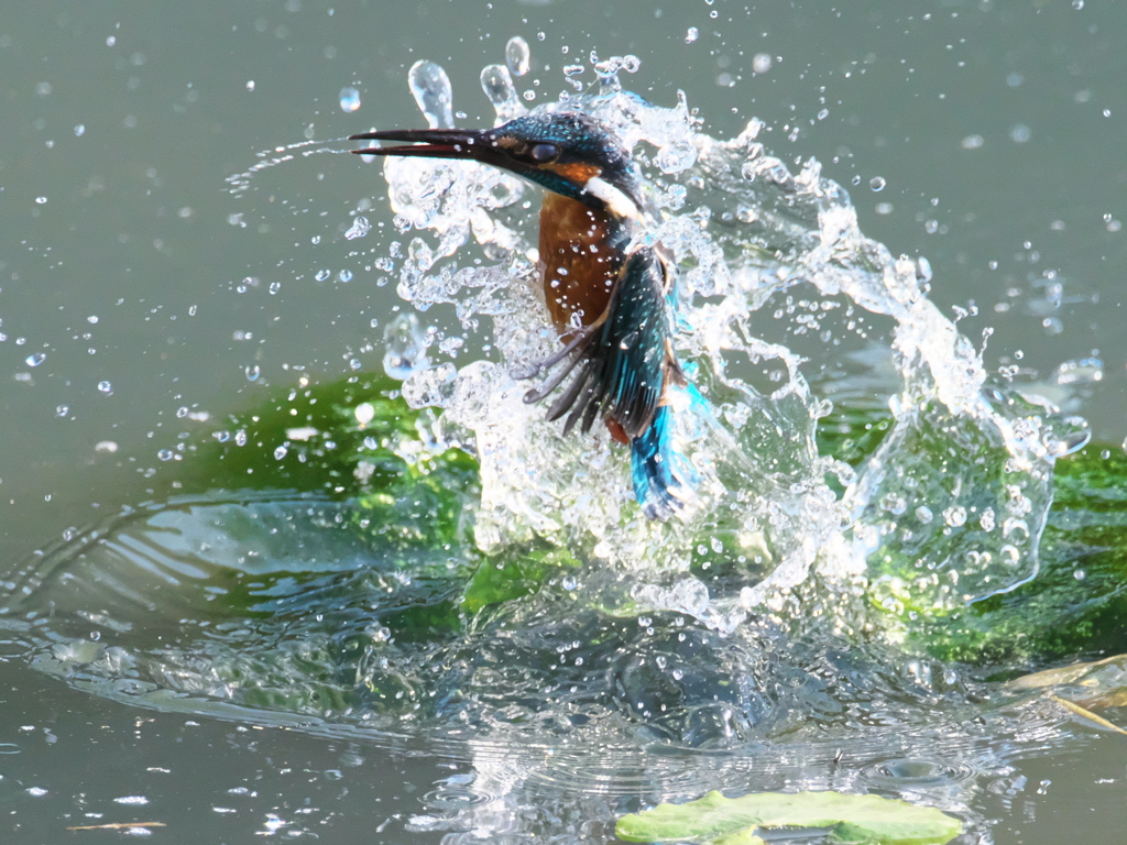 浮上 468-1（父親）