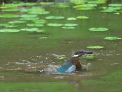浮上 44-4（雛 エビ獲れたけど只今修業中）