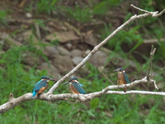 雛兄弟 5-2（三羽揃って）