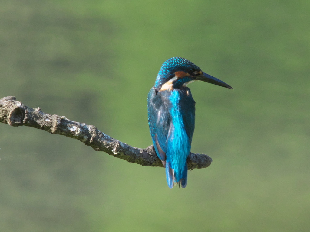 止り木 26（父親）