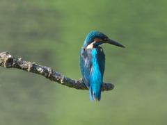 止り木 26（父親）