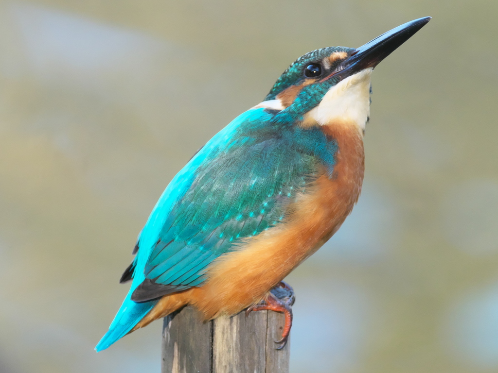 止り木 84（父親）