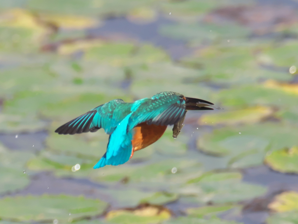 浮上 145-4（父親）