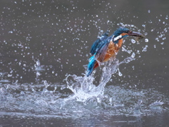 浮上 477-1（父親）