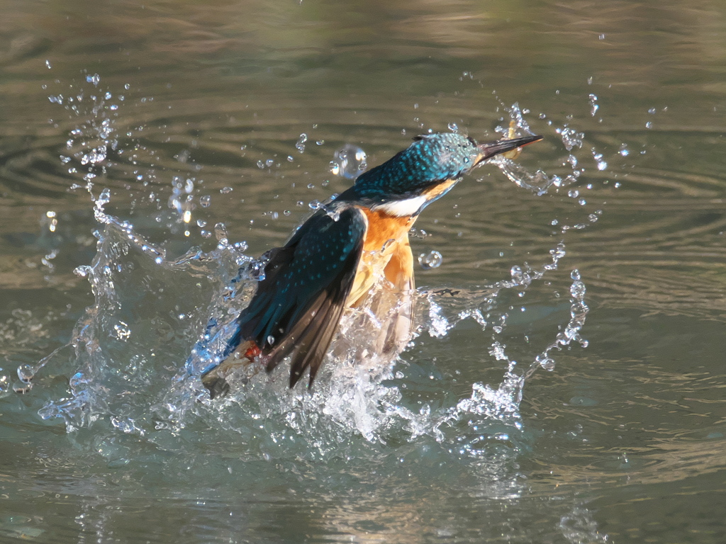浮上 302-1（父親）