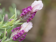 玄関から5mの世界（花）ラベンダー