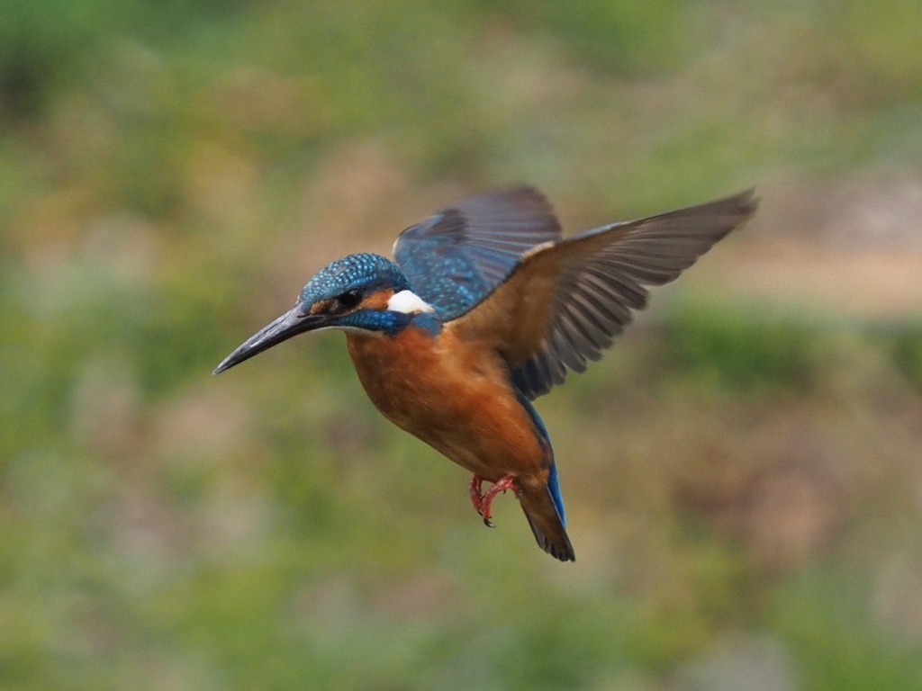 初めてホバ撮れました 200411-8