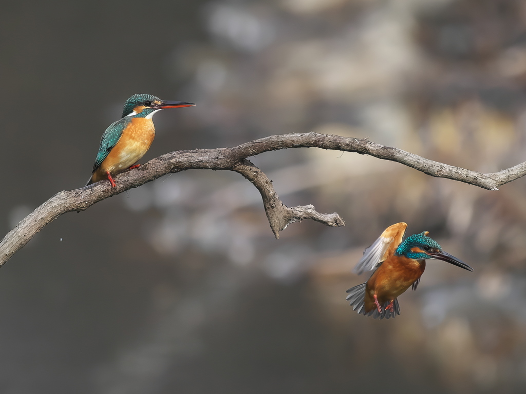 止り木 362-1（雄と雌）