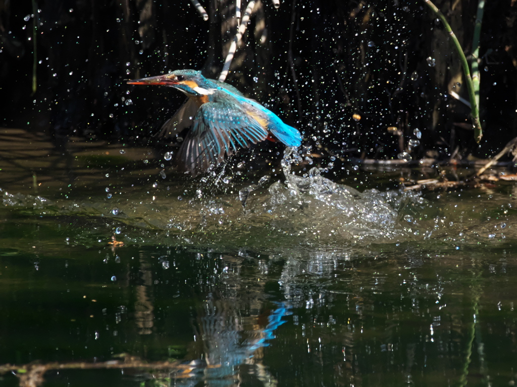 浮上 453-1（嫁候補）