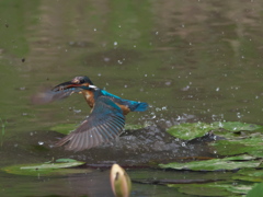 浮上 33-3（父親 エビ獲れたよ）