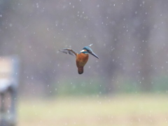 ホバ 38-2（父親 雨）