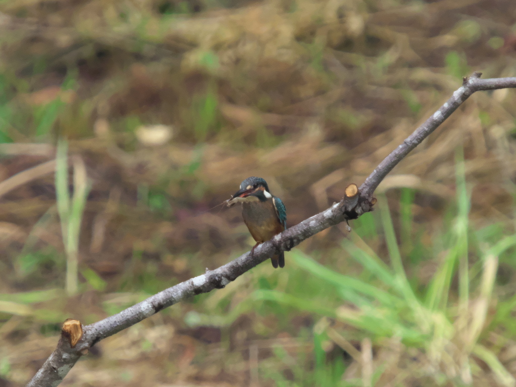 止り木 16（黒い若雄）