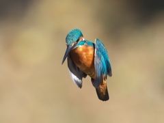 ホバ 19-2（父親）