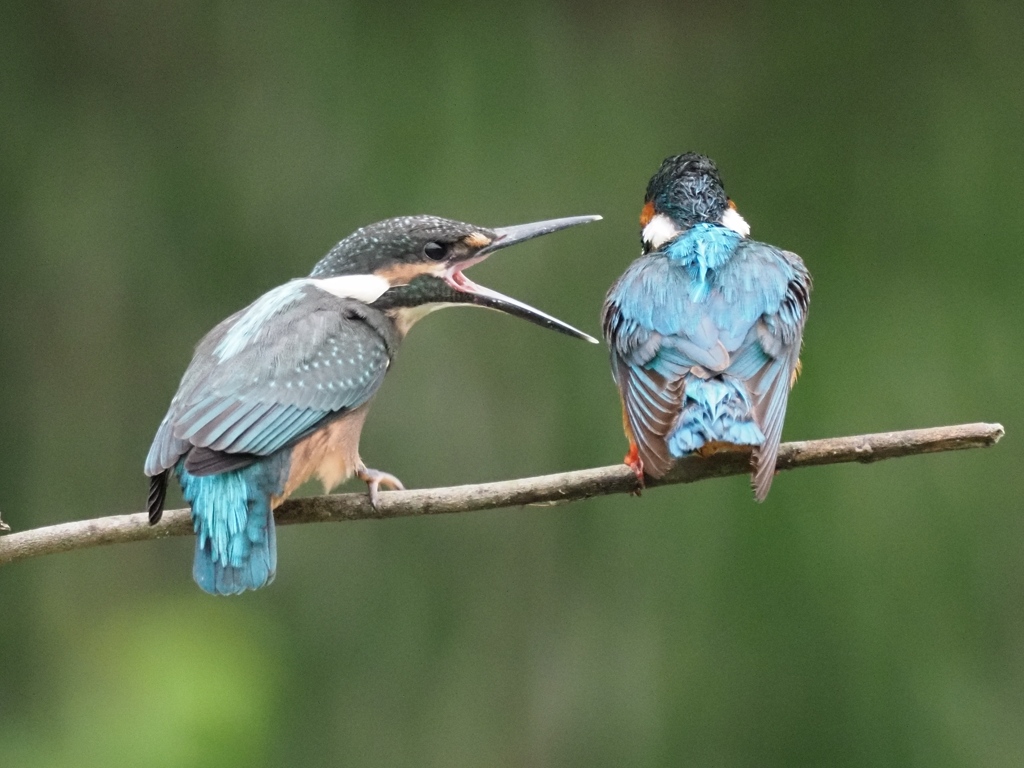 親子 1-1（父ちゃん何かちょうだい）