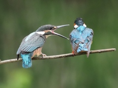 親子 1-1（父ちゃん何かちょうだい）