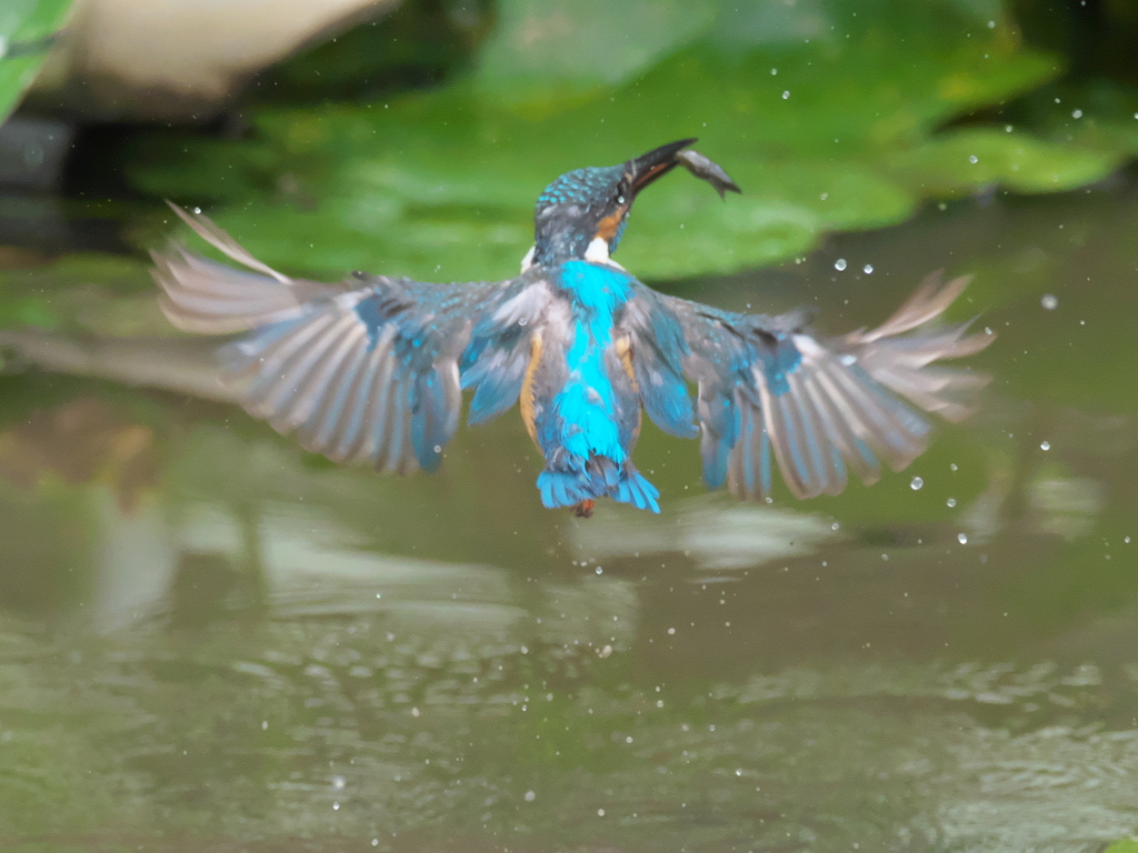 浮上 60-5（父親 エビ獲れたよ）