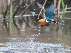 飛び込みシーケンス 33-3（父親）
