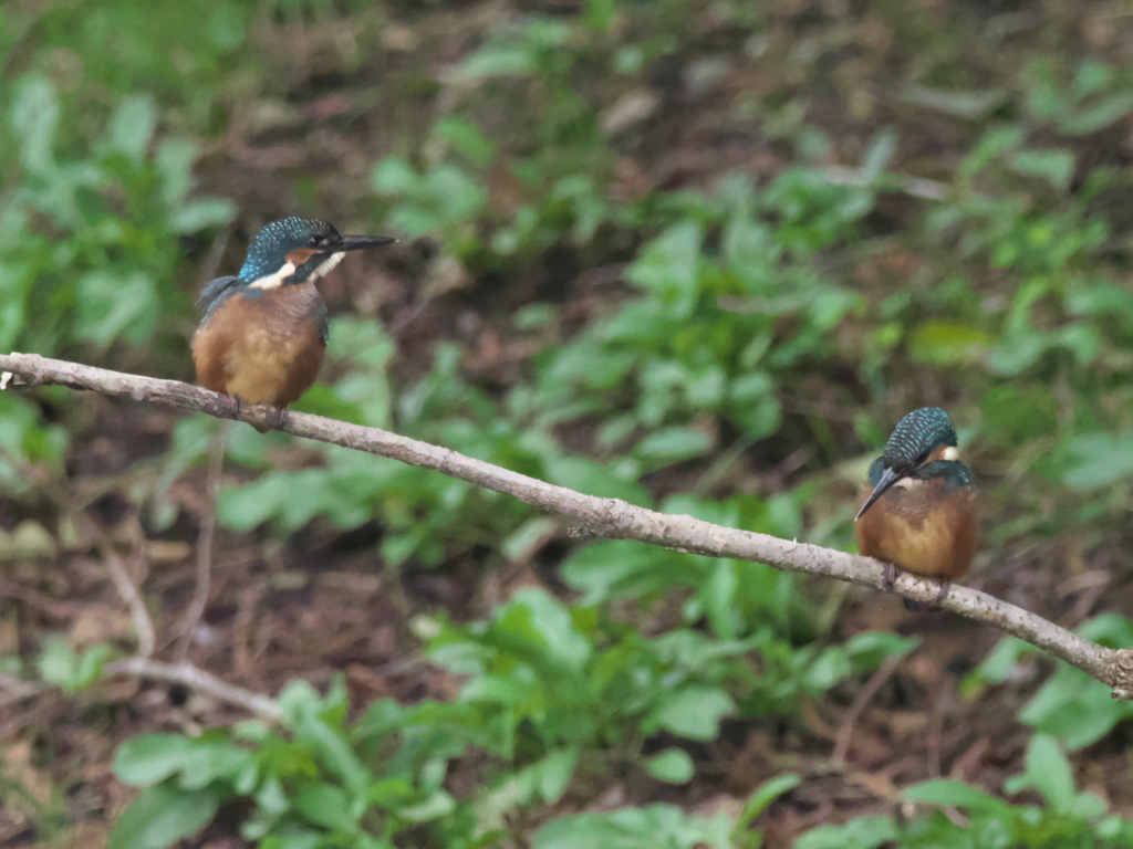 雛兄弟 6-1（小さな池で）