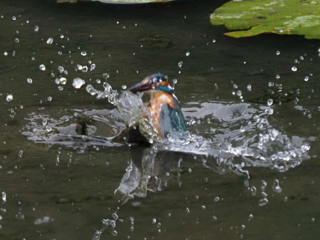 飛び込みシーケンス 2-5