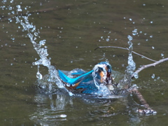 浮上 473-1（父親）