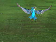 お魚獲れたよ 53