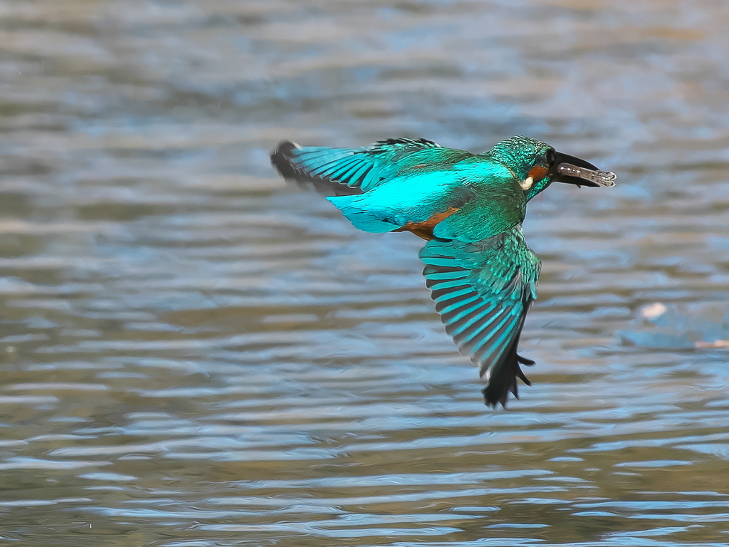 エビ獲れたよ 63