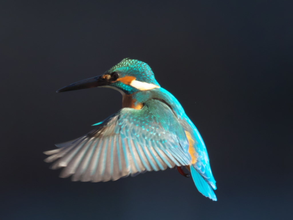 ホバ 30（父親）