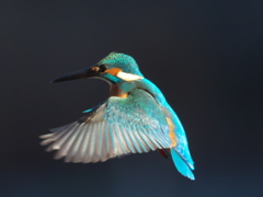 ホバ 30（父親）