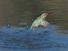浮上 299（嫁候補）