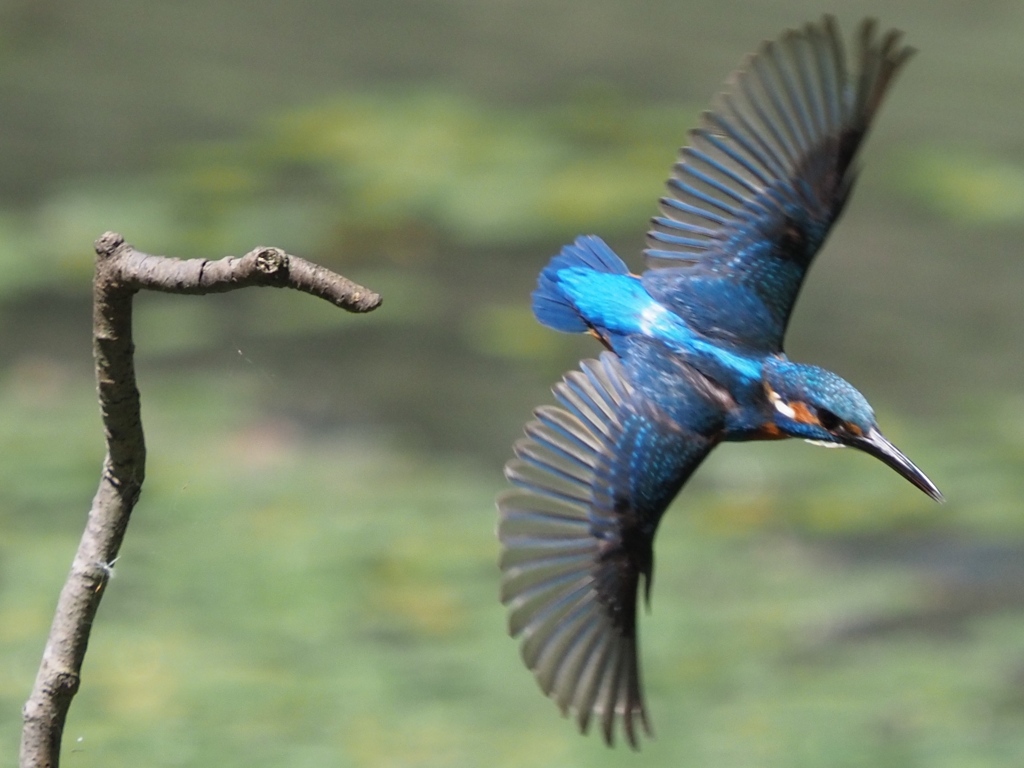 飛び出し 200419-3