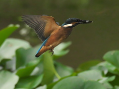 浮上 37-3（雛 エビ獲れたよ）