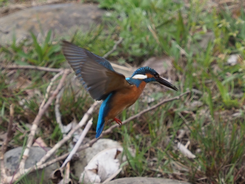 初めてホバ撮れました 200411-3