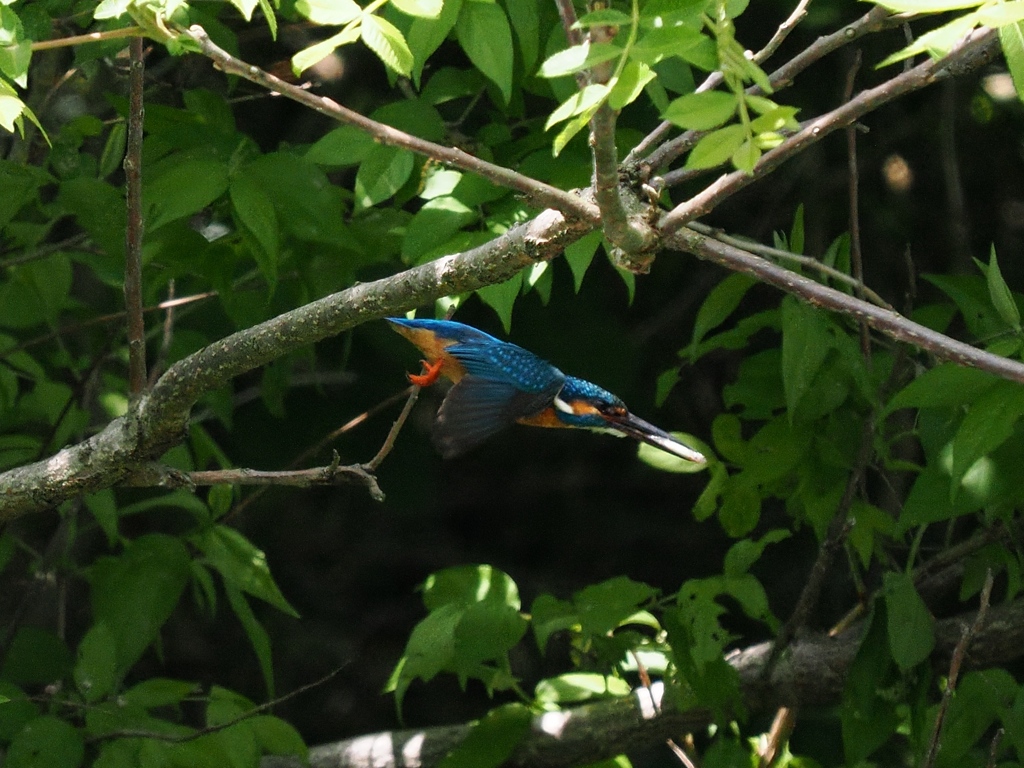 お持ち帰り 27-2