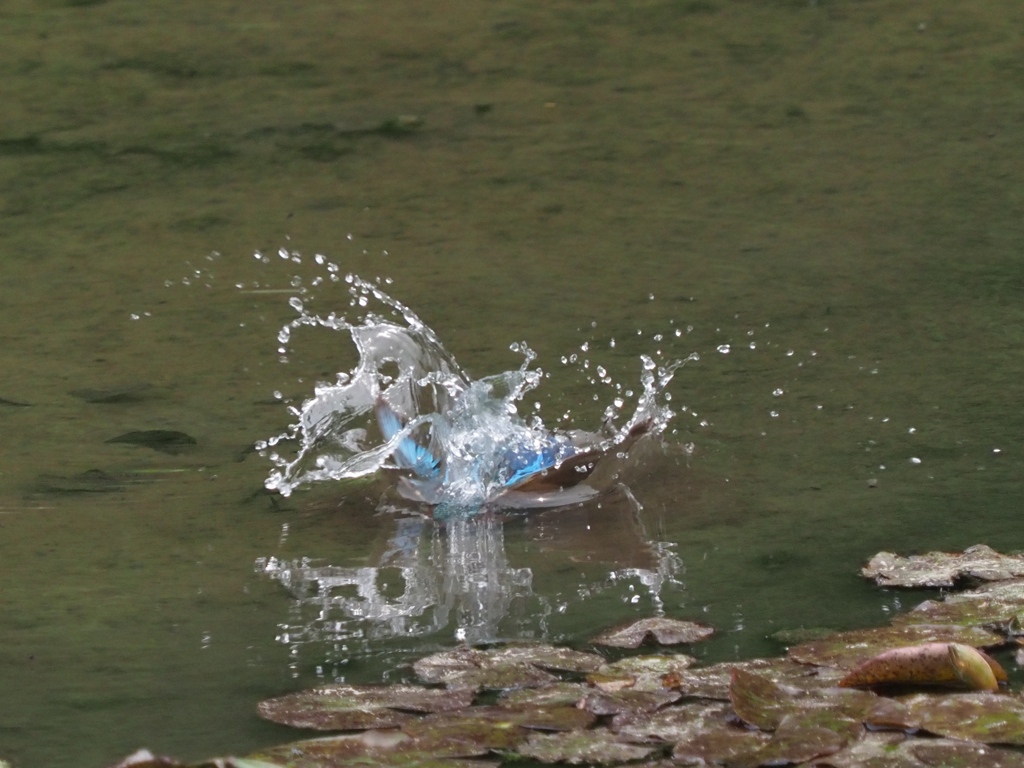 飛び込みシーケンス 1-3
