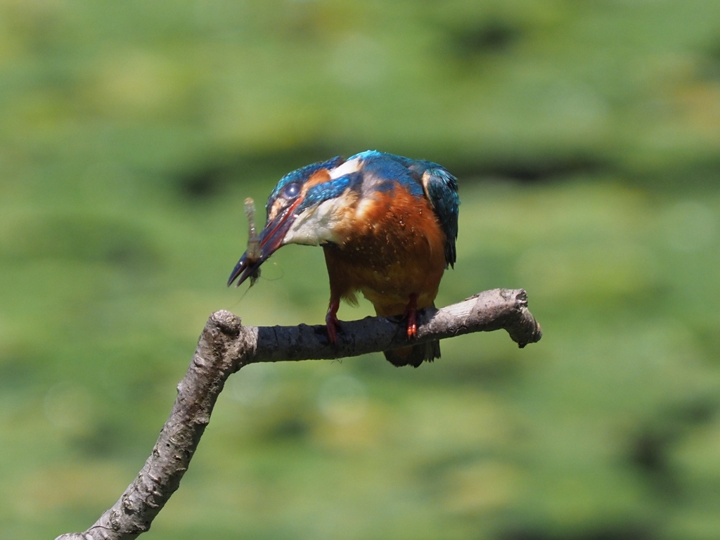 持ち帰らないで食べちゃおうかな １