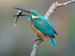 お魚獲れたよ 57-3